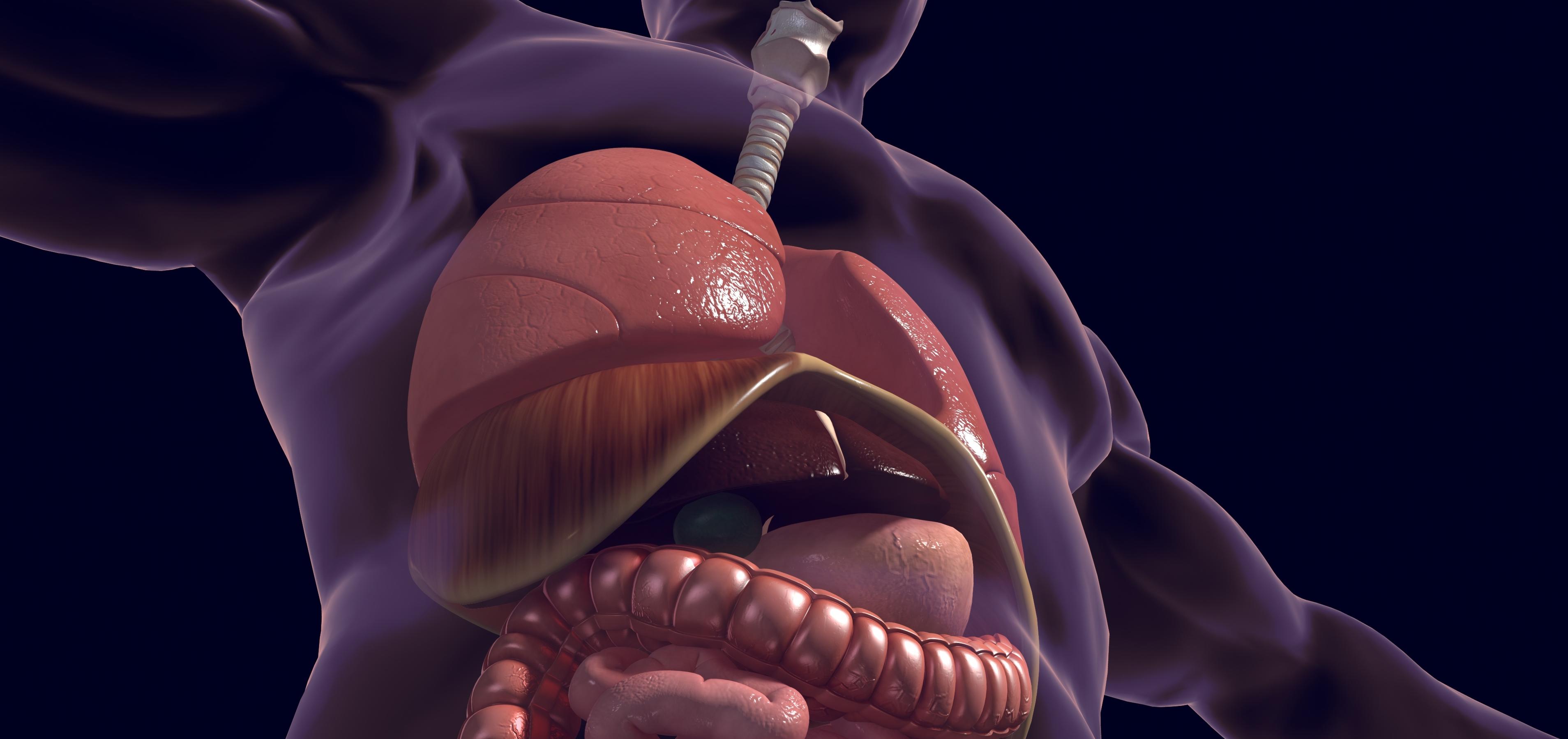 graphic of human anatomy