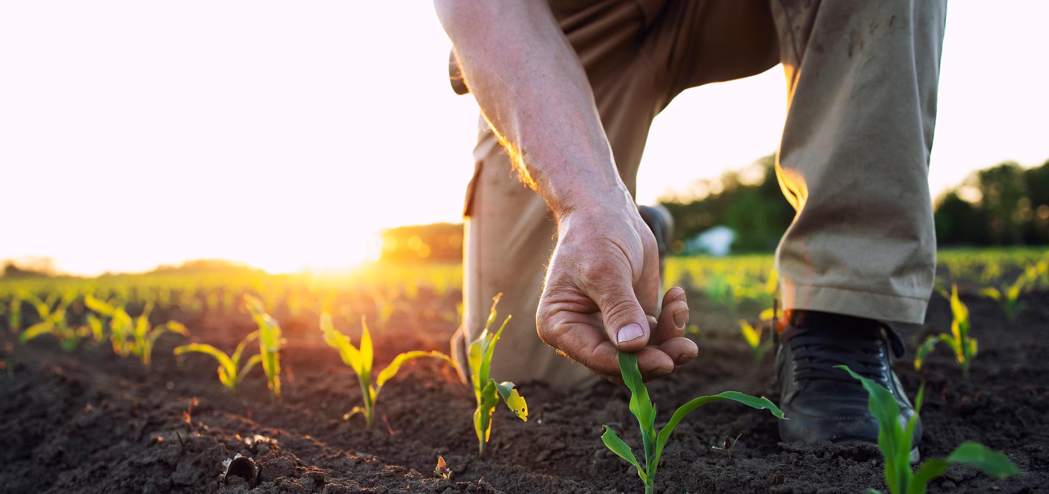 A farmer checks the plant and soil in a field