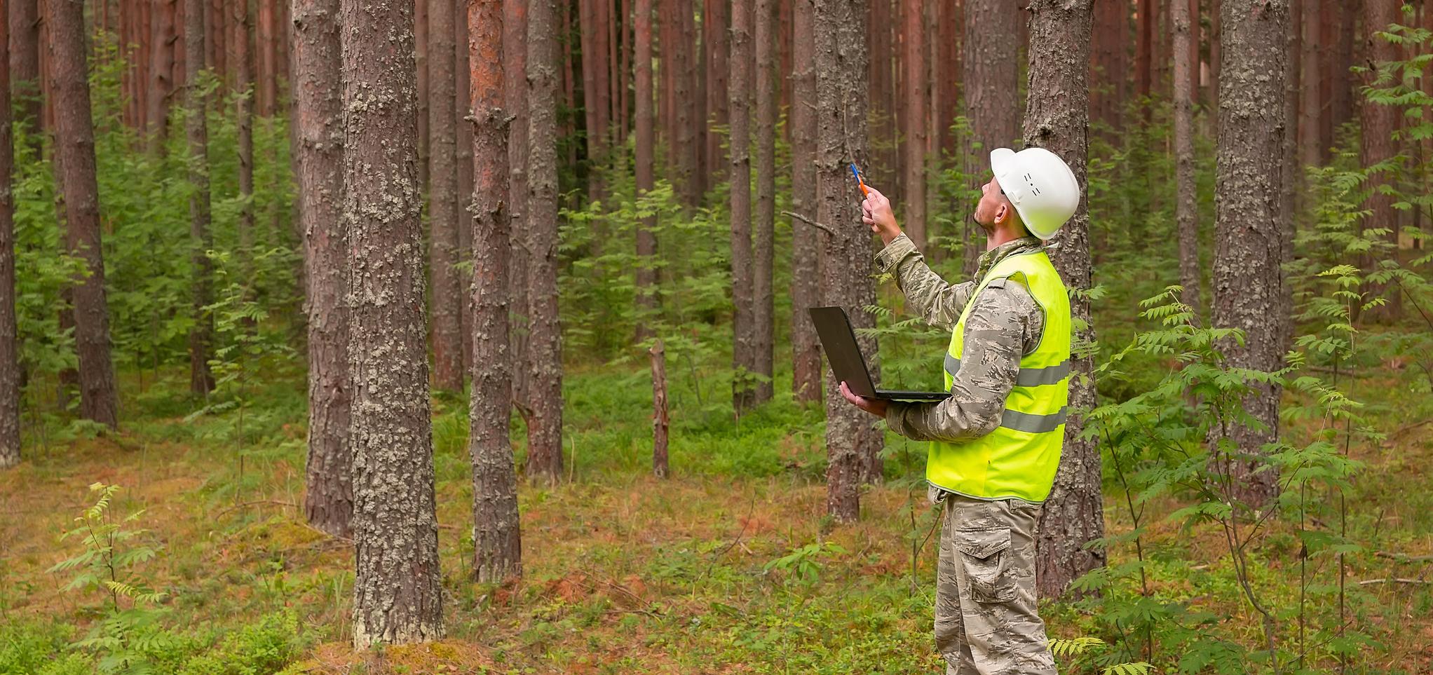 A scientist observes trees in forest