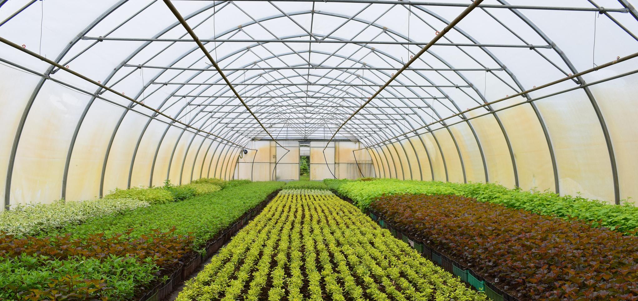 Greenhouse full of plans