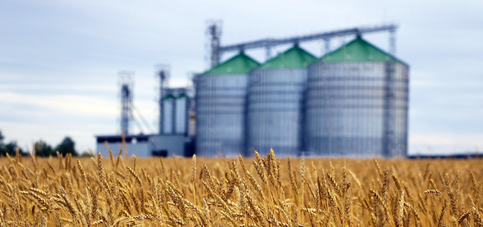 Grain bins stand the in the distance past a field of wheat