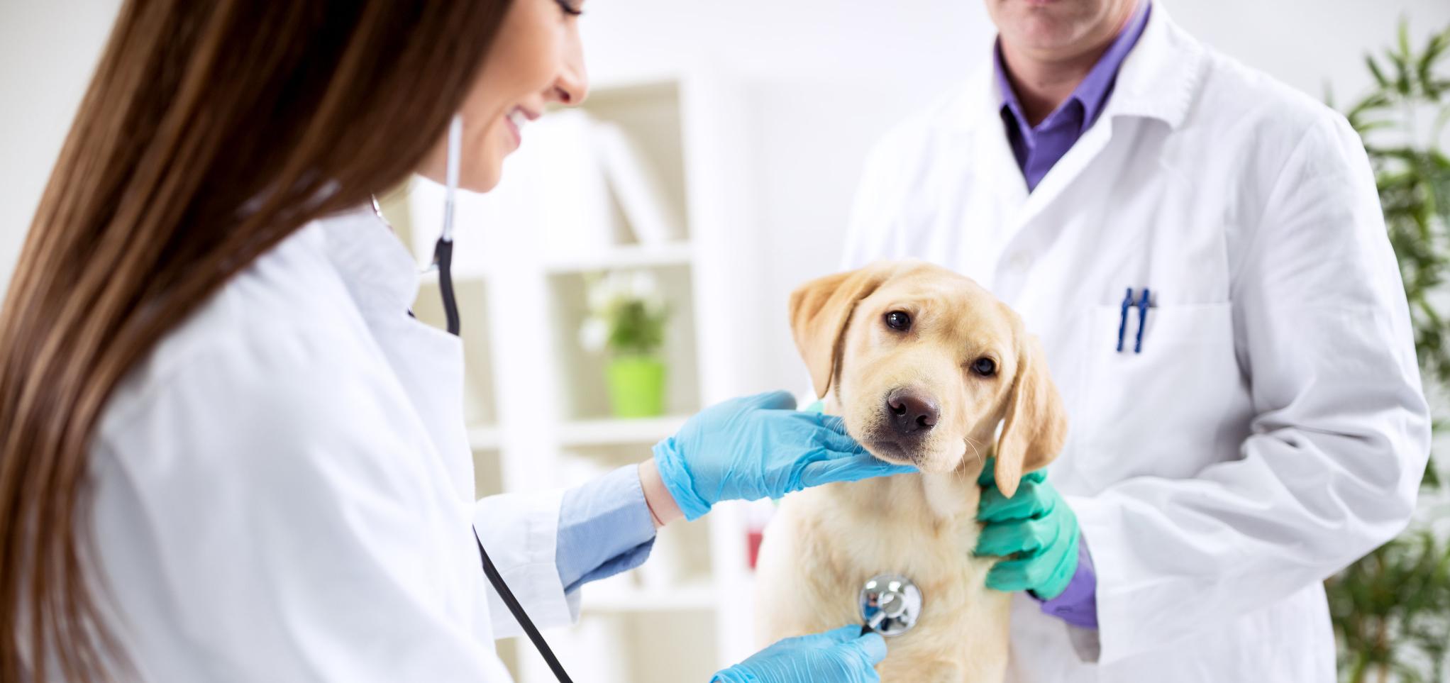 A veterinarian checks a puppy with a stethoscope